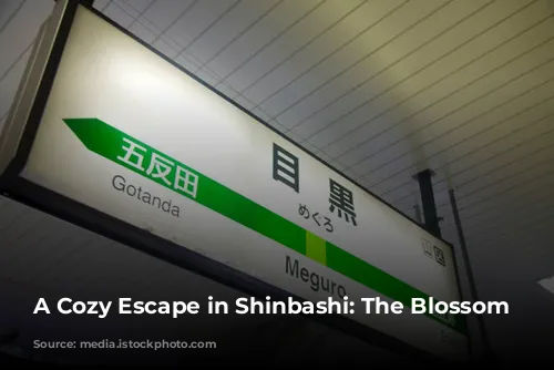 A Cozy Escape in Shinbashi: The Blossom Hotel