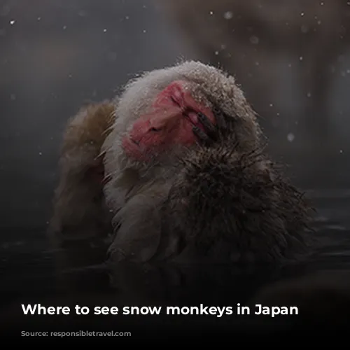 Where to see snow monkeys in Japan