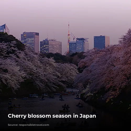 Cherry blossom season in Japan