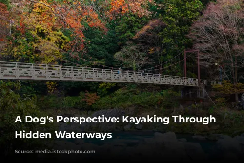 A Dog's Perspective: Kayaking Through Tokyo's Hidden Waterways