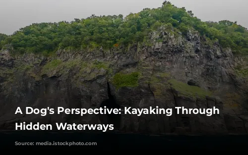 A Dog's Perspective: Kayaking Through Tokyo's Hidden Waterways