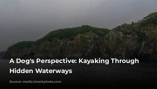 A Dog's Perspective: Kayaking Through Tokyo's Hidden Waterways