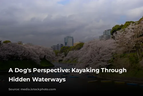 A Dog's Perspective: Kayaking Through Tokyo's Hidden Waterways