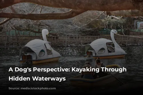 A Dog's Perspective: Kayaking Through Tokyo's Hidden Waterways