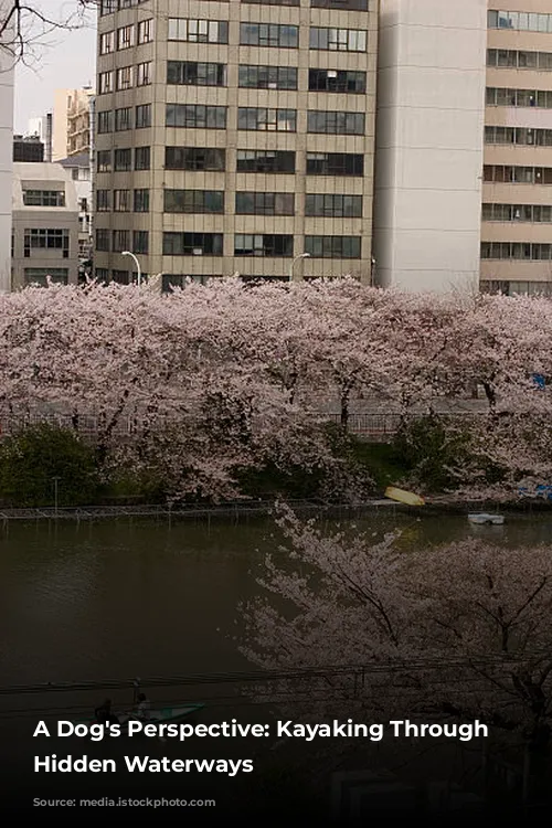 A Dog's Perspective: Kayaking Through Tokyo's Hidden Waterways