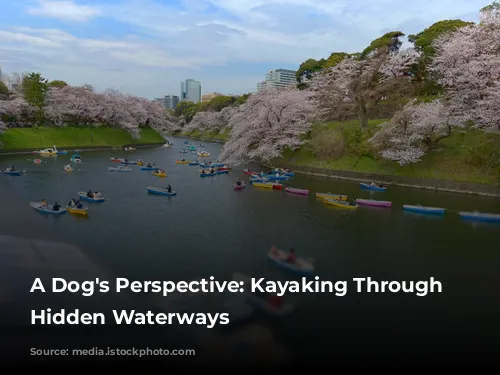 A Dog's Perspective: Kayaking Through Tokyo's Hidden Waterways