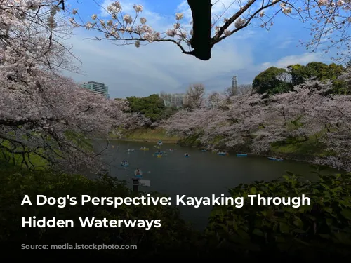 A Dog's Perspective: Kayaking Through Tokyo's Hidden Waterways