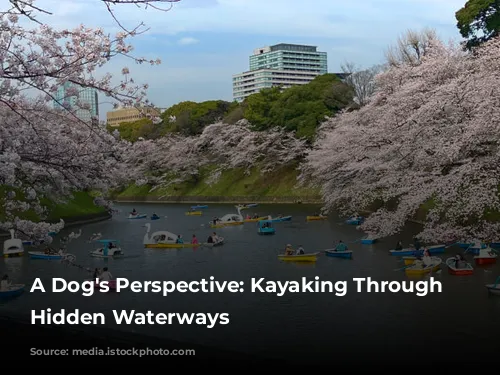 A Dog's Perspective: Kayaking Through Tokyo's Hidden Waterways