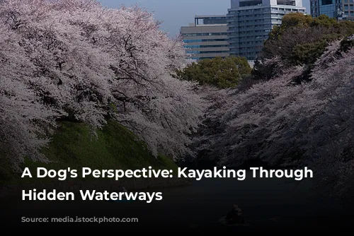 A Dog's Perspective: Kayaking Through Tokyo's Hidden Waterways