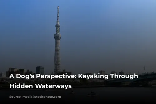 A Dog's Perspective: Kayaking Through Tokyo's Hidden Waterways