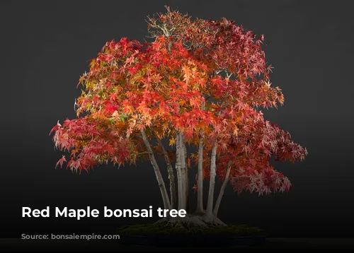 Red Maple bonsai tree 