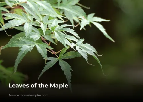 Leaves of the Maple 