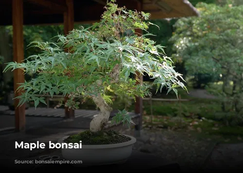 Maple bonsai 