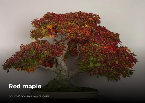 Red maple 