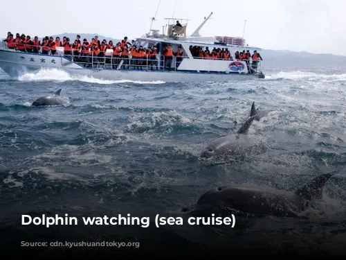 Dolphin watching (sea cruise)