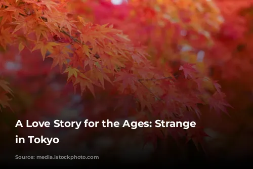 A Love Story for the Ages: Strange Weather in Tokyo