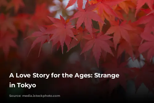 A Love Story for the Ages: Strange Weather in Tokyo