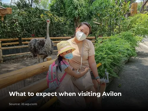 What to expect when visiting Avilon Zoo