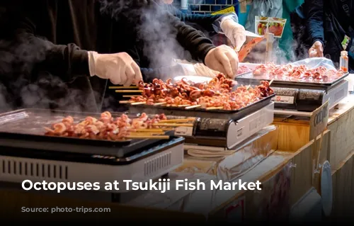 Octopuses at Tsukiji Fish Market