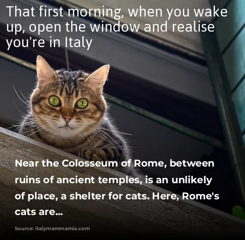 Near the Colosseum of Rome, between the ruins of ancient temples, is an unlikely sort of place, a shelter for cats. Here, Rome's homeless cats are...