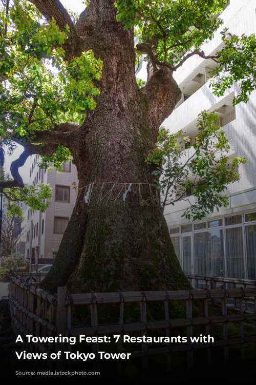 A Towering Feast: 7 Restaurants with Unforgettable Views of Tokyo Tower