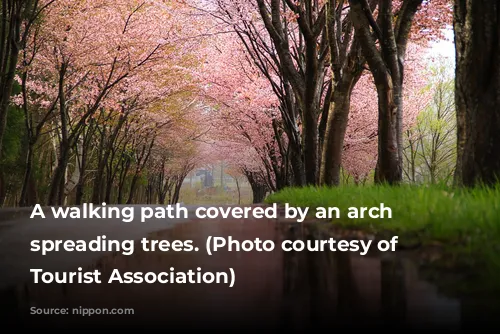 A walking path covered by an arch of spreading trees. (Photo courtesy of Iwakisan Tourist Association)