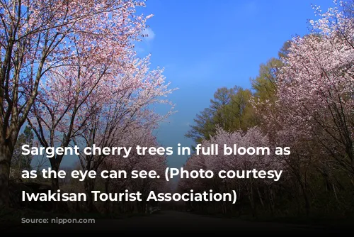 Sargent cherry trees in full bloom as far as the eye can see. (Photo courtesy of Iwakisan Tourist Association)