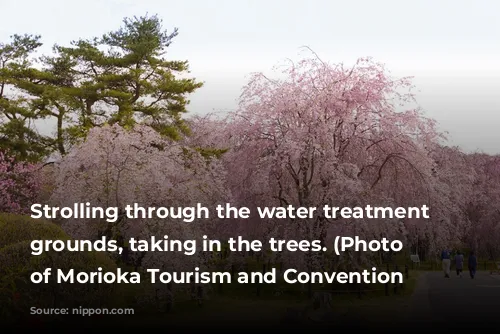 Strolling through the water treatment plant grounds, taking in the trees. (Photo courtesy of Morioka Tourism and Convention Association)