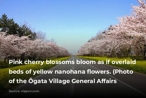 Pink cherry blossoms bloom as if overlaid on beds of yellow nanohana flowers. (Photo courtesy of the Ōgata Village General Affairs Division)