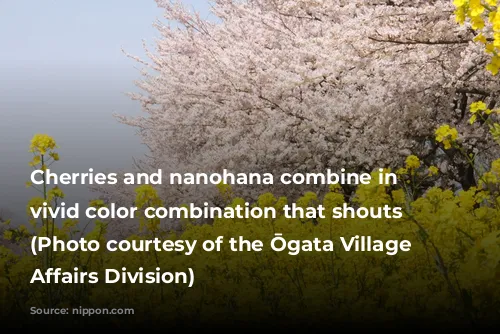 Cherries and nanohana combine in a vivid color combination that shouts “spring.” (Photo courtesy of the Ōgata Village General Affairs Division)