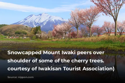 Snowcapped Mount Iwaki peers over the shoulder of some of the cherry trees. (Photo courtesy of Iwakisan Tourist Association)