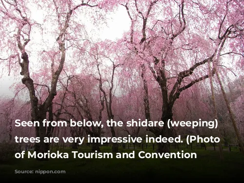 Seen from below, the shidare (weeping) cherry trees are very impressive indeed. (Photo courtesy of Morioka Tourism and Convention Association)