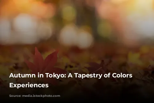 Autumn in Tokyo: A Tapestry of Colors and Experiences