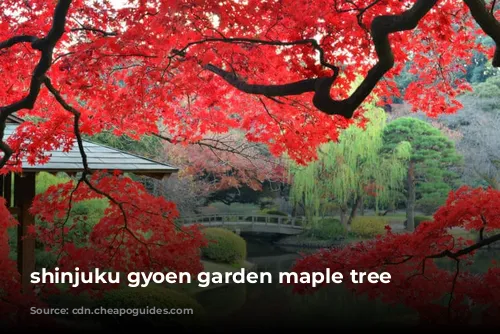 shinjuku gyoen garden maple tree