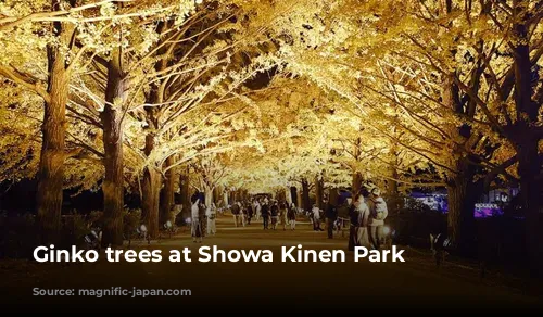 Ginko trees at Showa Kinen Park