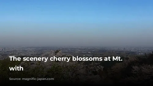 The scenery cherry blossoms at Mt. Takao with