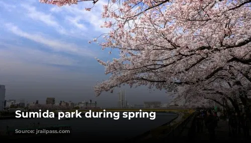 Sumida park during spring