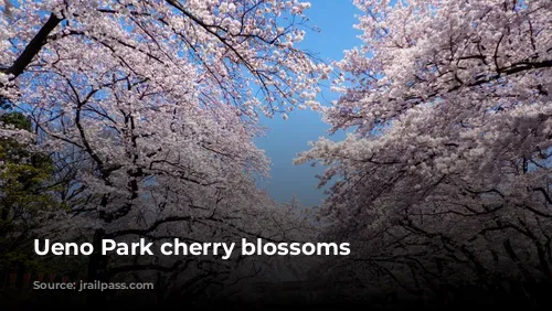 Ueno Park cherry blossoms