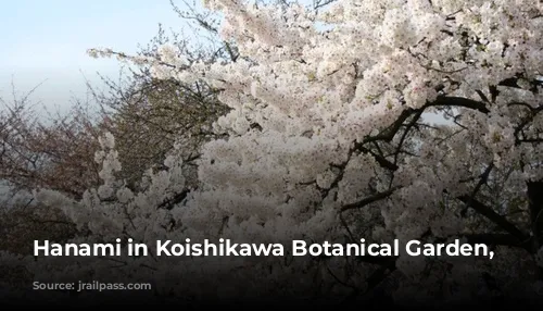 Hanami in Koishikawa Botanical Garden, Tokyo