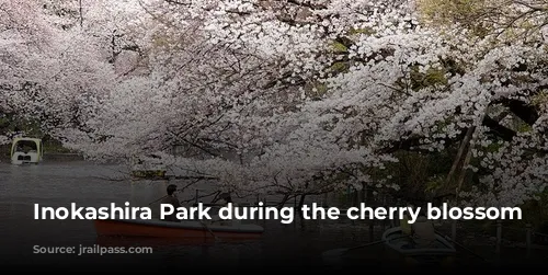 Inokashira Park during the cherry blossom