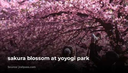 sakura blossom at yoyogi park