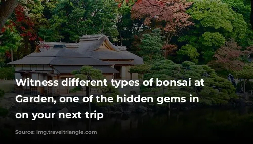 Witness different types of bonsai at Hamarikyu Garden, one of the hidden gems in Tokyo on your next trip