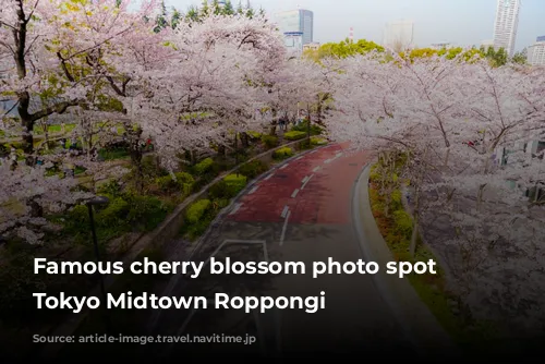 Famous cherry blossom photo spot at Tokyo Midtown Roppongi