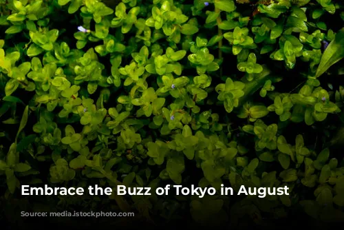 Embrace the Buzz of Tokyo in August