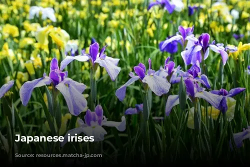 Japanese irises