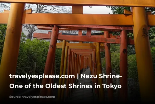 travelyesplease.com | Nezu Shrine- Visiting One of the Oldest Shrines in Tokyo