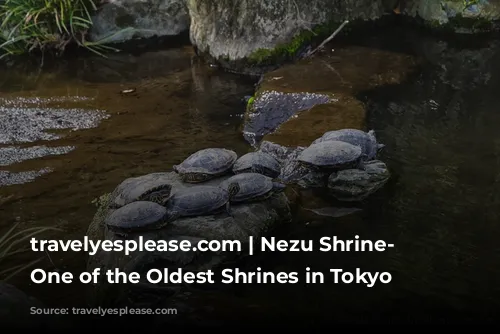 travelyesplease.com | Nezu Shrine- Visiting One of the Oldest Shrines in Tokyo