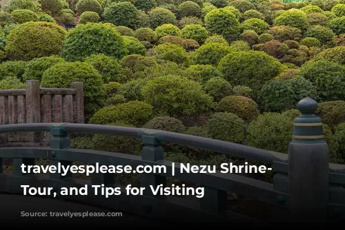 travelyesplease.com | Nezu Shrine- History, Tour, and Tips for Visiting