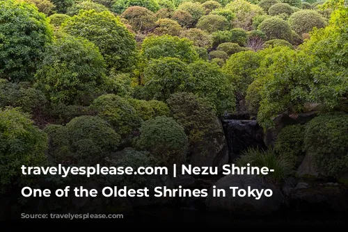 travelyesplease.com | Nezu Shrine- Visiting One of the Oldest Shrines in Tokyo