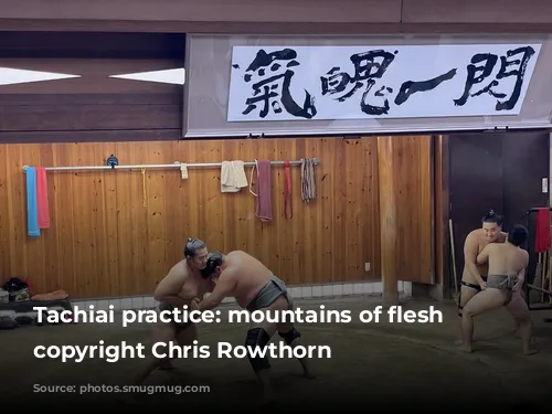 Tachiai practice: mountains of flesh collide copyright Chris Rowthorn